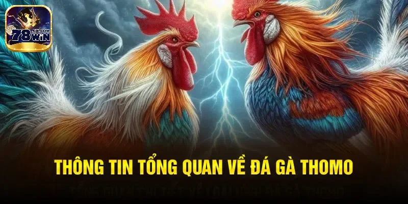 Thông tin về sảnh đá gà Thomo 78Win