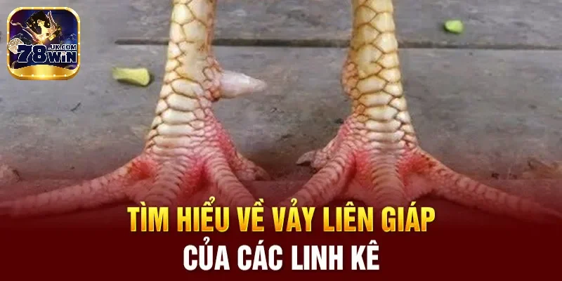 Vảy liên giáp 78win